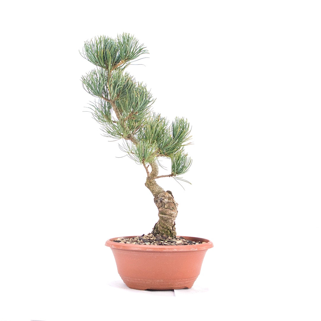 Mädchenkiefer 'Pinus parviflora'